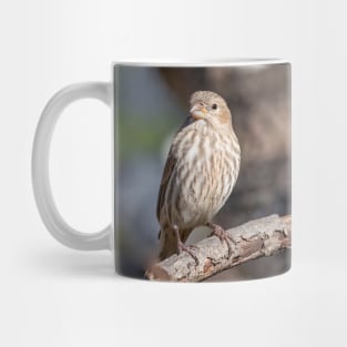 A Very Sweet Female House Finch Posing Prettily Mug